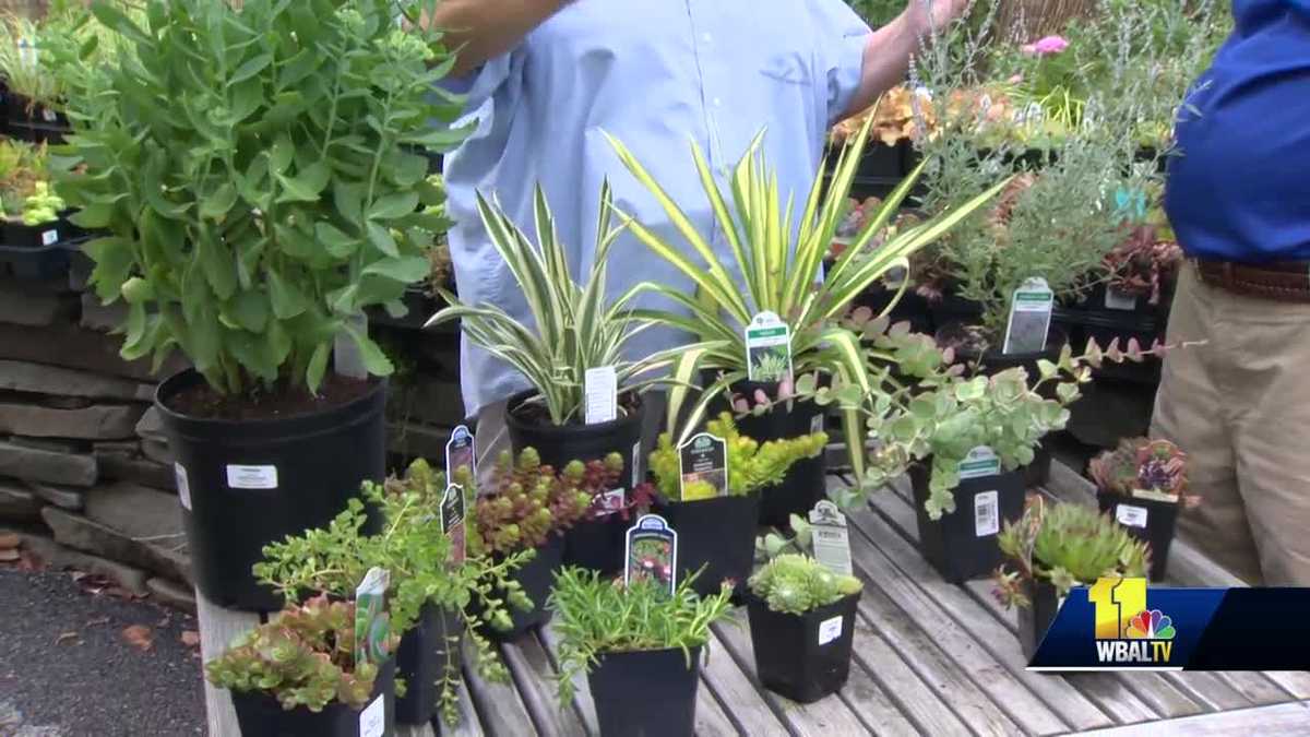 Sunday gardener plants that do well in desert conditions