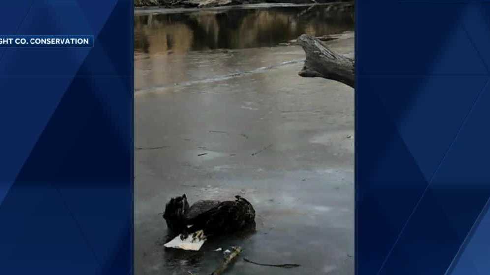 Authorities search for individual who shot bald eagle in northern Iowa - Vimarsana News