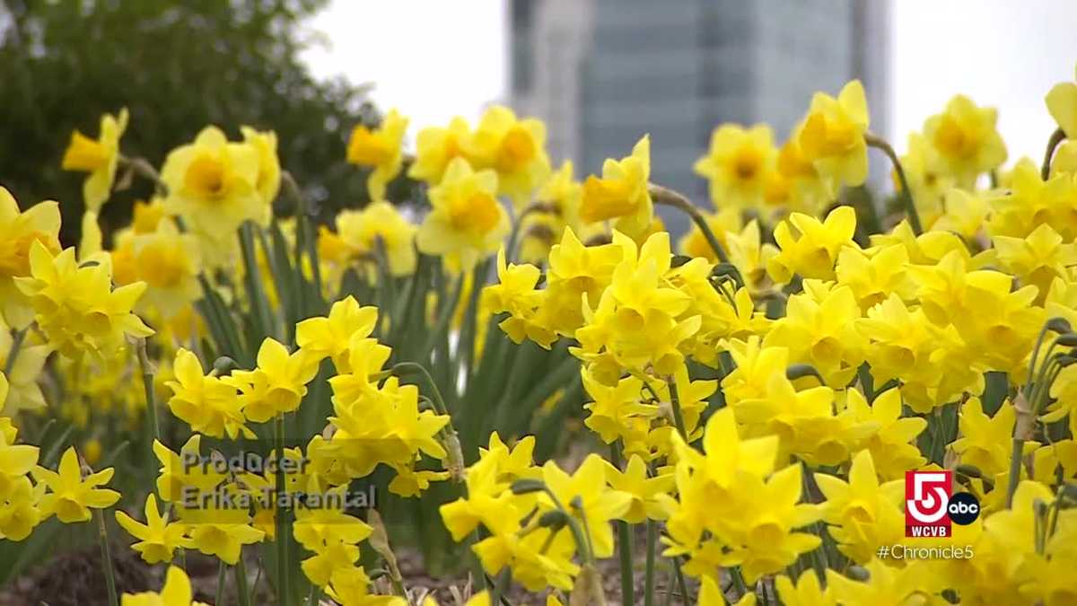 The story behind the daffodils at the Boston Marathon finish line