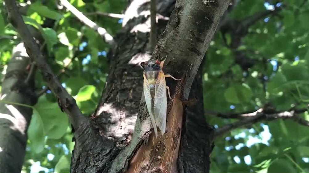 Millions of cicadas emerging earlier than expected. Here's why - Vimarsana News