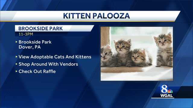 'Kitten Palooza' adoption event today in Dover - Vimarsana News