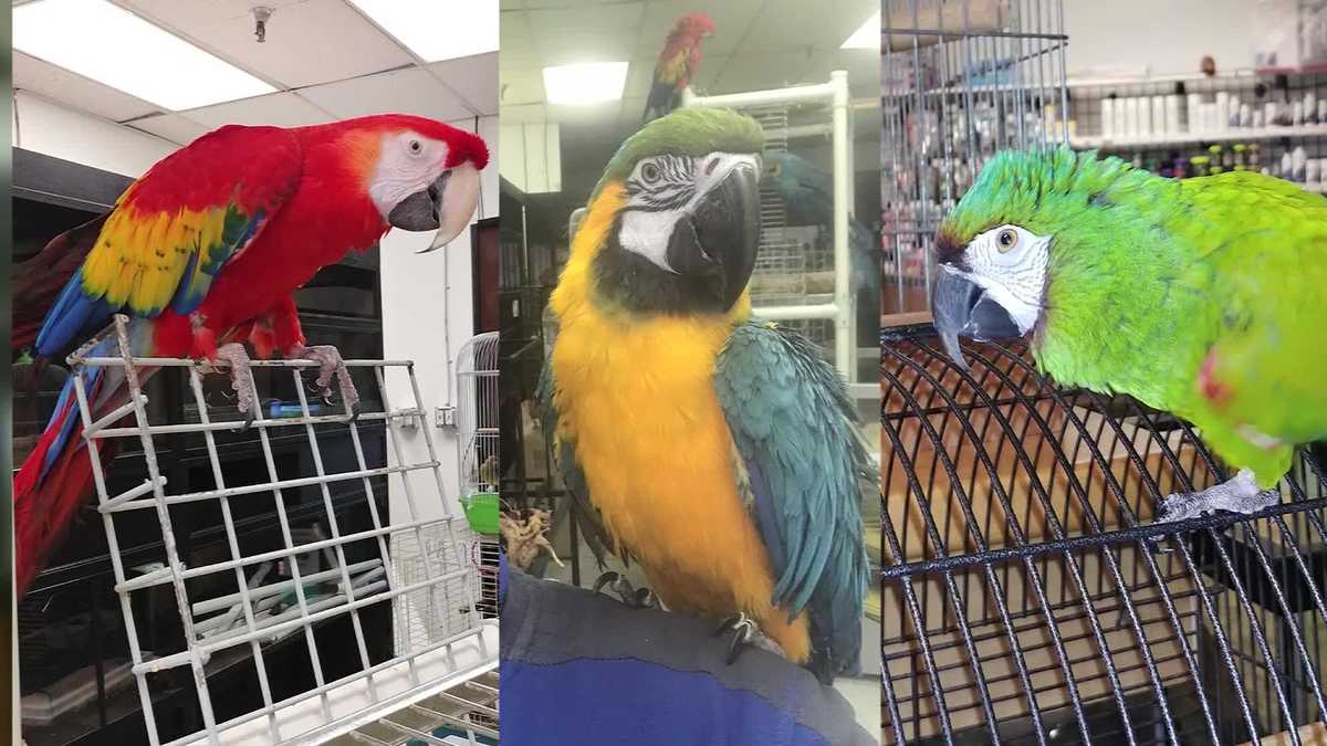 Thousands of dollars worth of pets stolen in exotic bird heist at pet shop