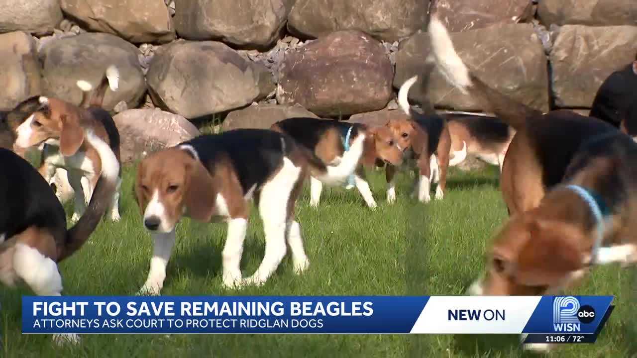 Massive Wisconsin beagle breeding facility to close after hundreds of dogs transferred