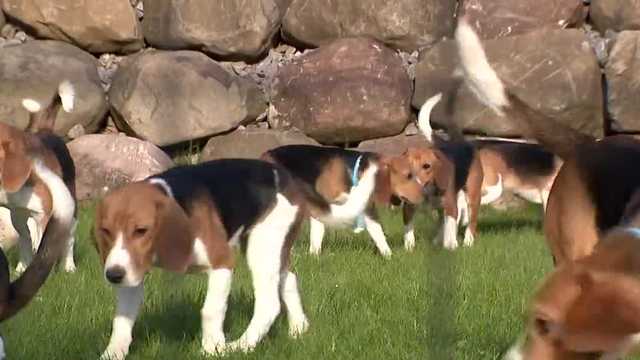 Massive Wisconsin beagle breeding facility to close after hundreds of dogs transferred