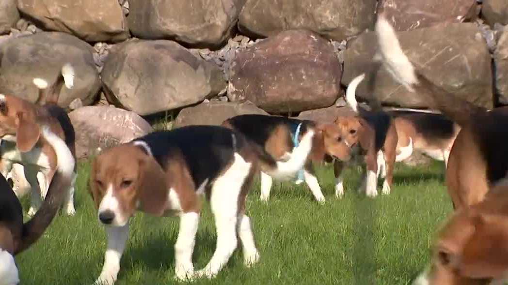 500 beagles remain at Ridglan Farms as attorneys fight to save them - WISN