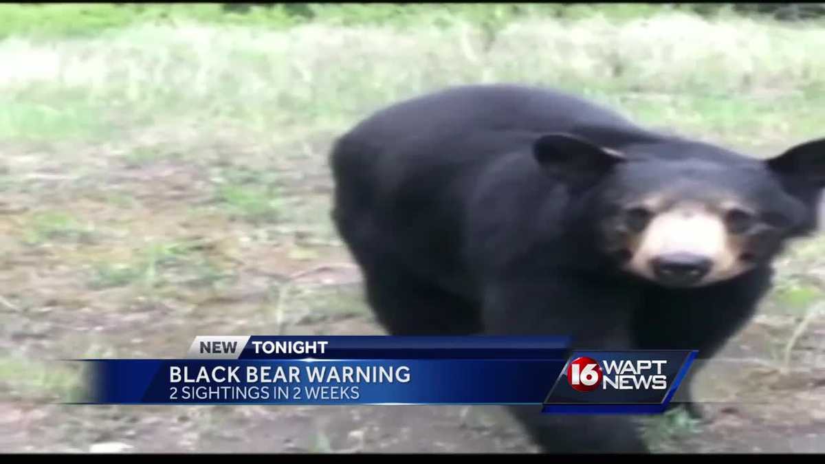 Bears Moving Around In Mississippi