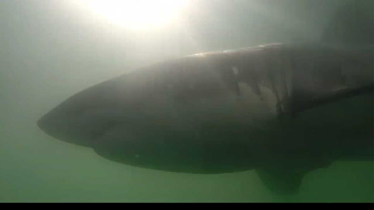 Raw Video: Great white sharks swimming around Aptos cement ship