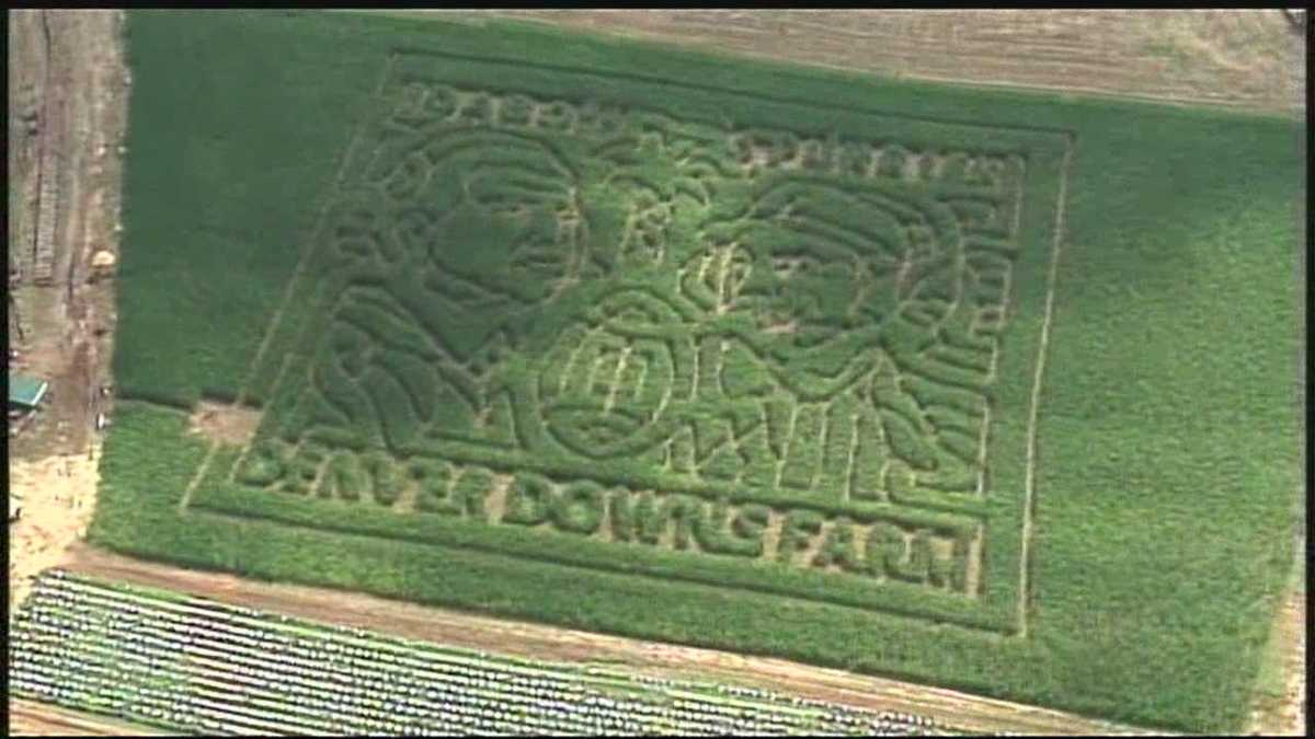 Denver Downs opens corn maze