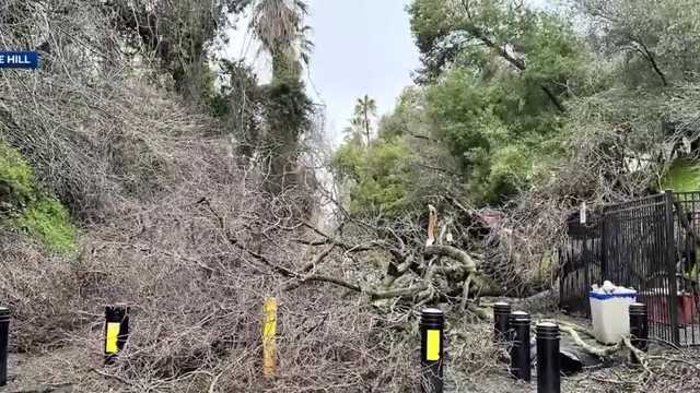 Tree topples on man near Fair Oaks Bridge, retired nurse helps - Vimarsana News
