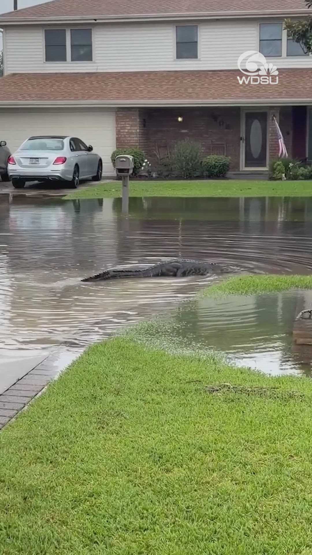 Video shows alligator lurking in flood waters in Louisiana