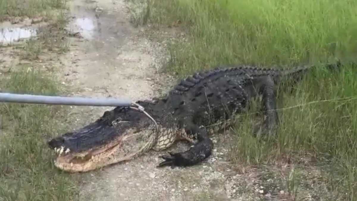 11-foot gator caught near Florida middle school