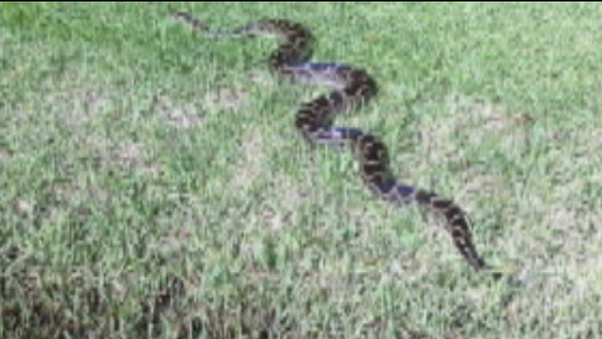 Vero Beach, Fla. woman finds 8-foot python in front yard