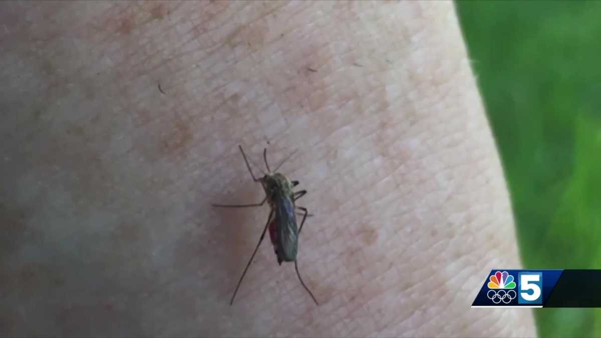 Experts warn of mosquito outbreak in parts of Vermont