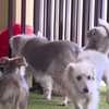 Palm Beach County residents push for stricter animal care regulations