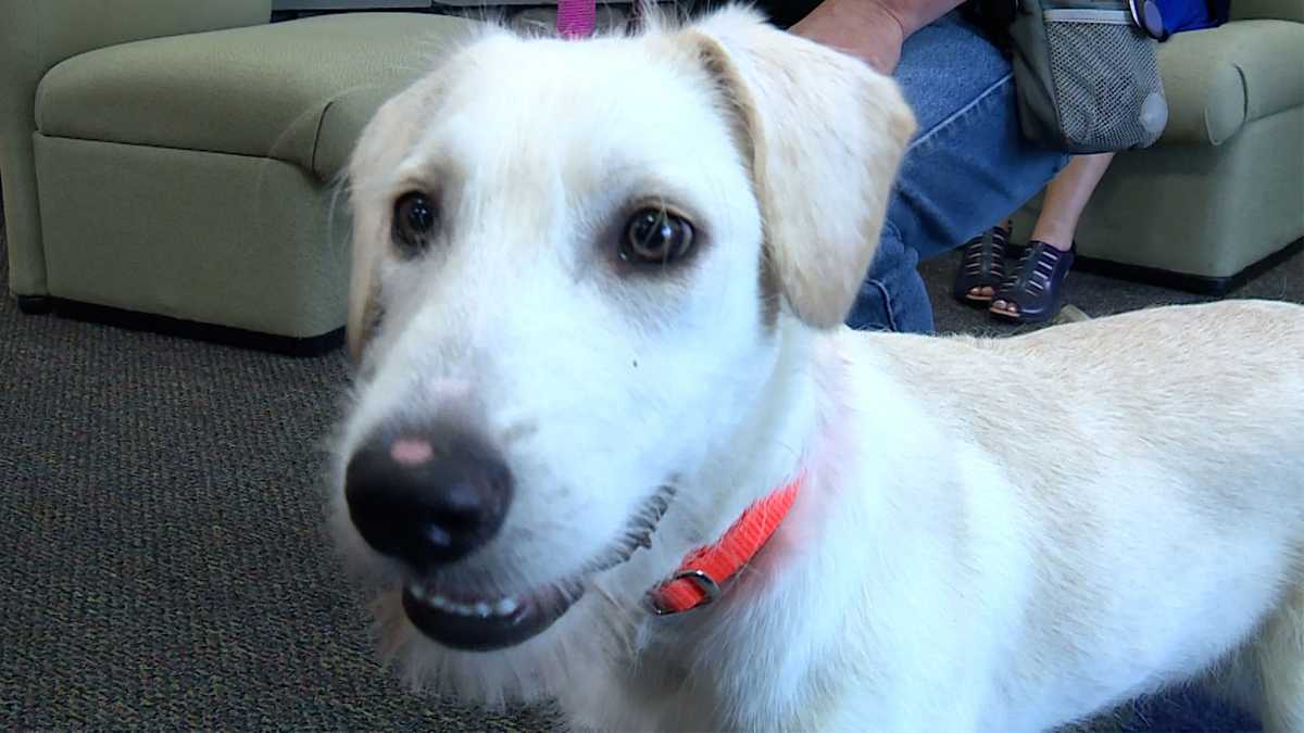 Meet Thunder, our Adoptable Pet of the Week in Greater Portland