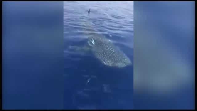 Raw video: Whale sharks swims up to boat near Anna Maria Island