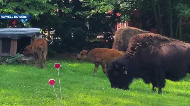 New Hampshire wildlife sighting