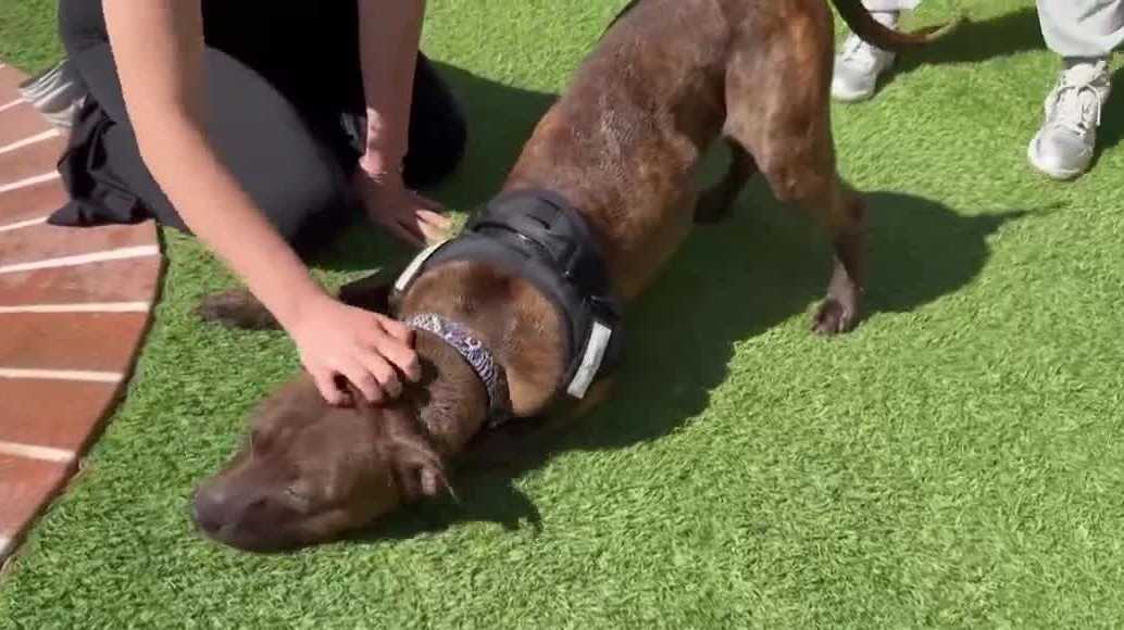 South Florida volunteer uses social media to find homes for shelter dogs