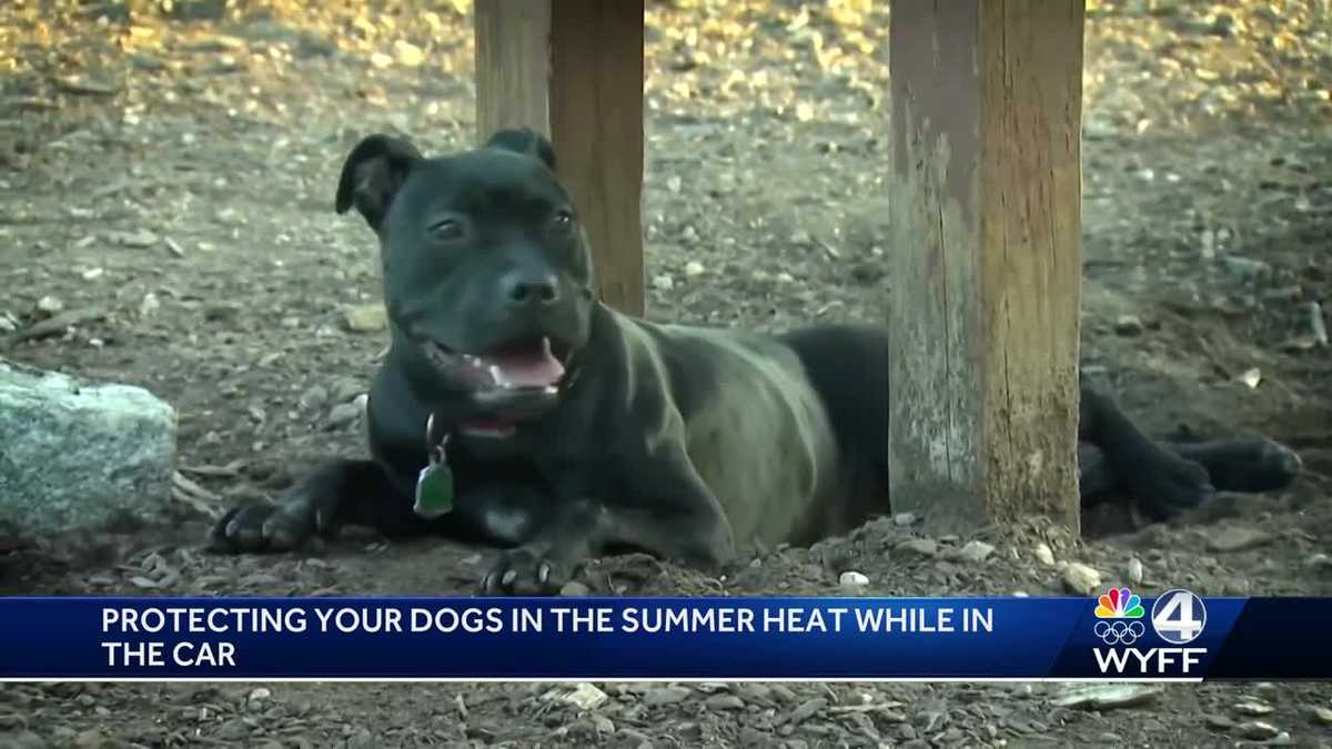 Authorities warn people about leaving dogs in hot cars