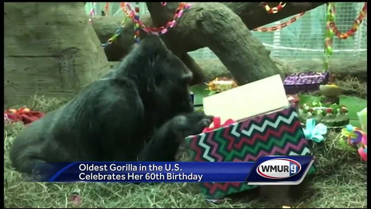 Watch Oldest gorilla in US celebrates 60th birthday