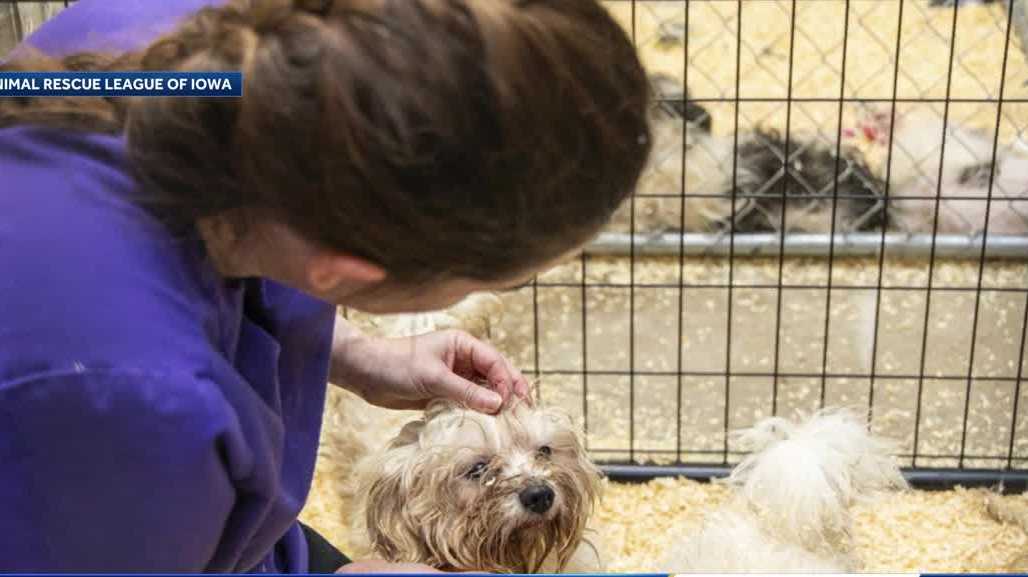 Animal Rescue League of Iowa saves 100 dogs from one property