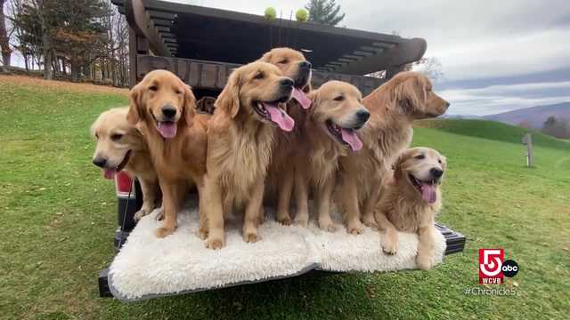 Frolic with golden retrievers in Vermont - Vimarsana News