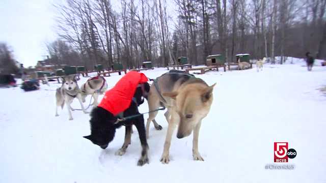 These adventurous dogs thrive in the winter - Vimarsana News