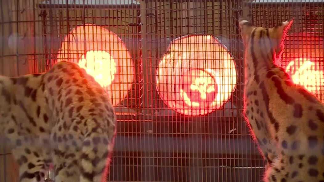Palm Beach Zoo prepares animals for extreme cold