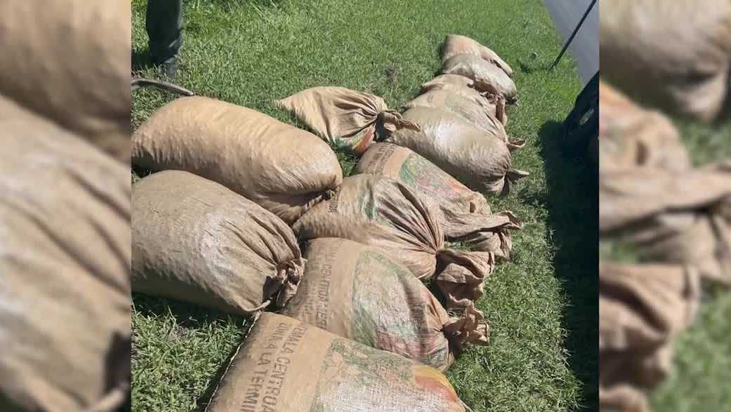 3 accused of illegally harvesting palmetto berries at Galt Preserve in St. James City