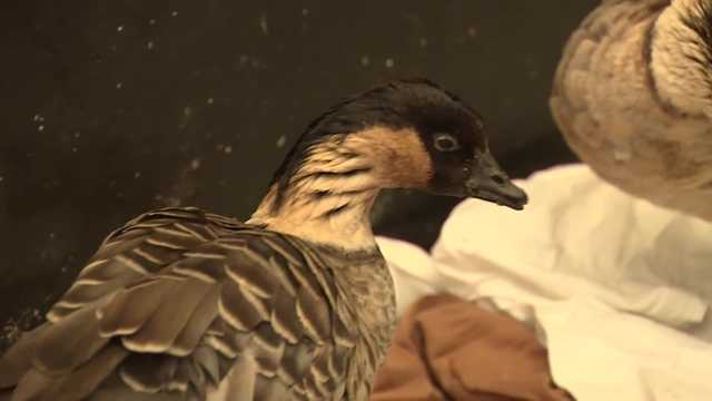 Wildlife experts surprised to find small flock of rare Nene geese in a woman's yard - Vimarsana News