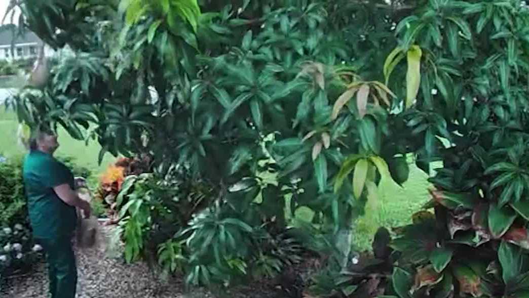 Video shows mango theft in Cape Coral as residents urge people to ask for permission
