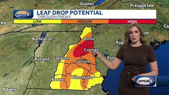 Rain, winds expected to cause slick road conditions from leaf drop in parts of NH - Vimarsana News