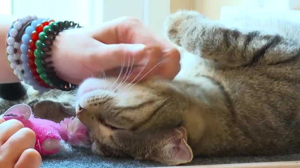 Metro cat café helps find homes for more than 400 felines