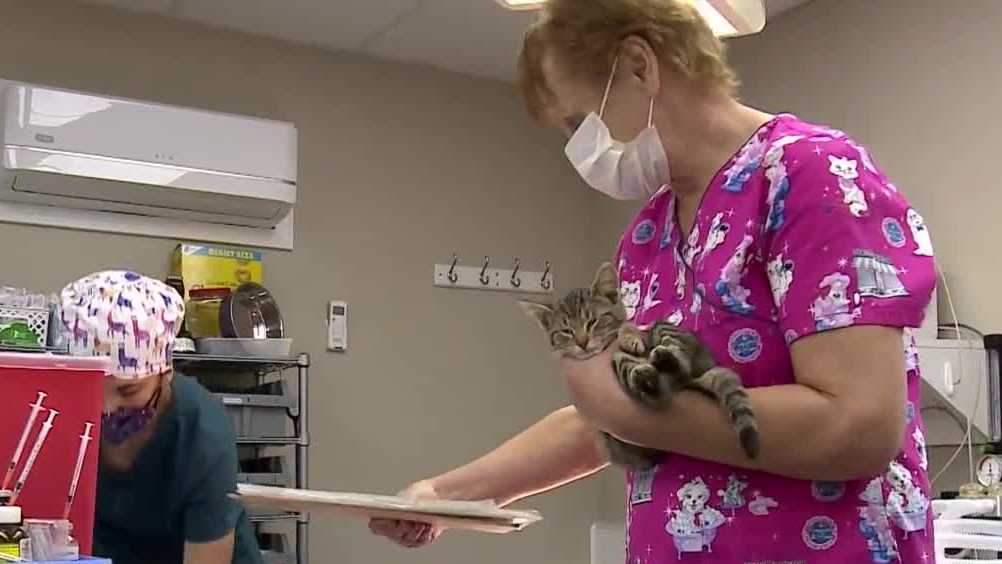 Humane Society of Oldham Co. puts focus on spaying/neutering pets