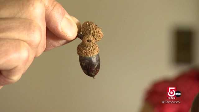 Acorns and almonds and Bear Butter, oh my! - Vimarsana News