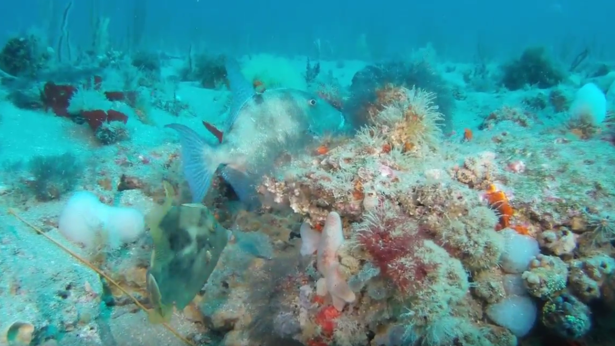 Closer look at Gray's Reef National Marine Sanctuary