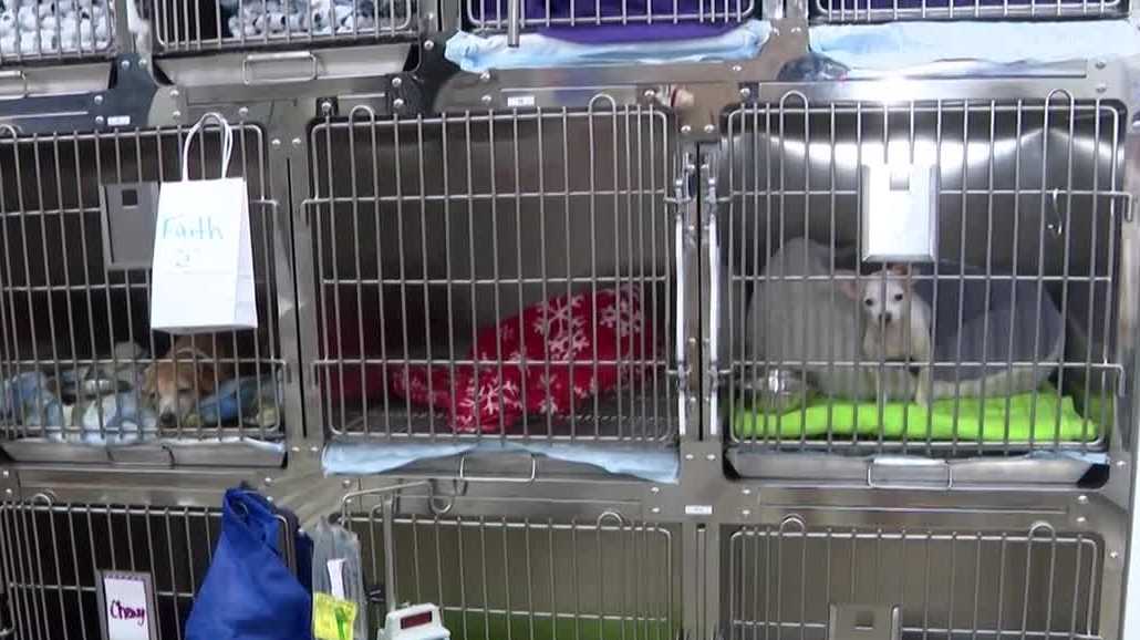 Nearly 70 dogs recovering after rescue efforts in St. Johns and Flagler counties
