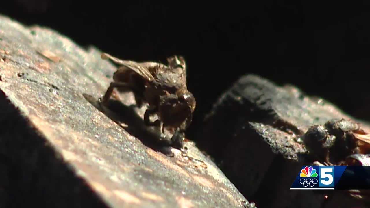 NYSP investigating acts of arson that killed half a million bees in Ellenburg Center - Vimarsana News