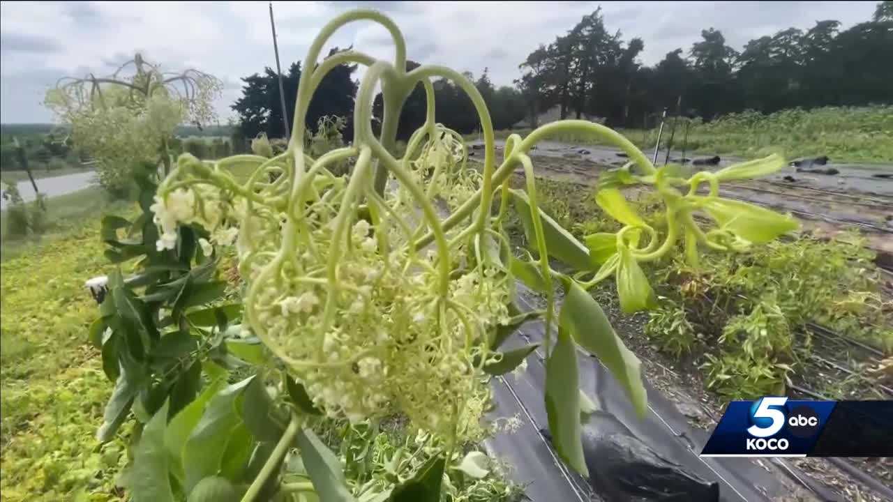 Oklahoma department to investigate apparent attack on local farm - Vimarsana News