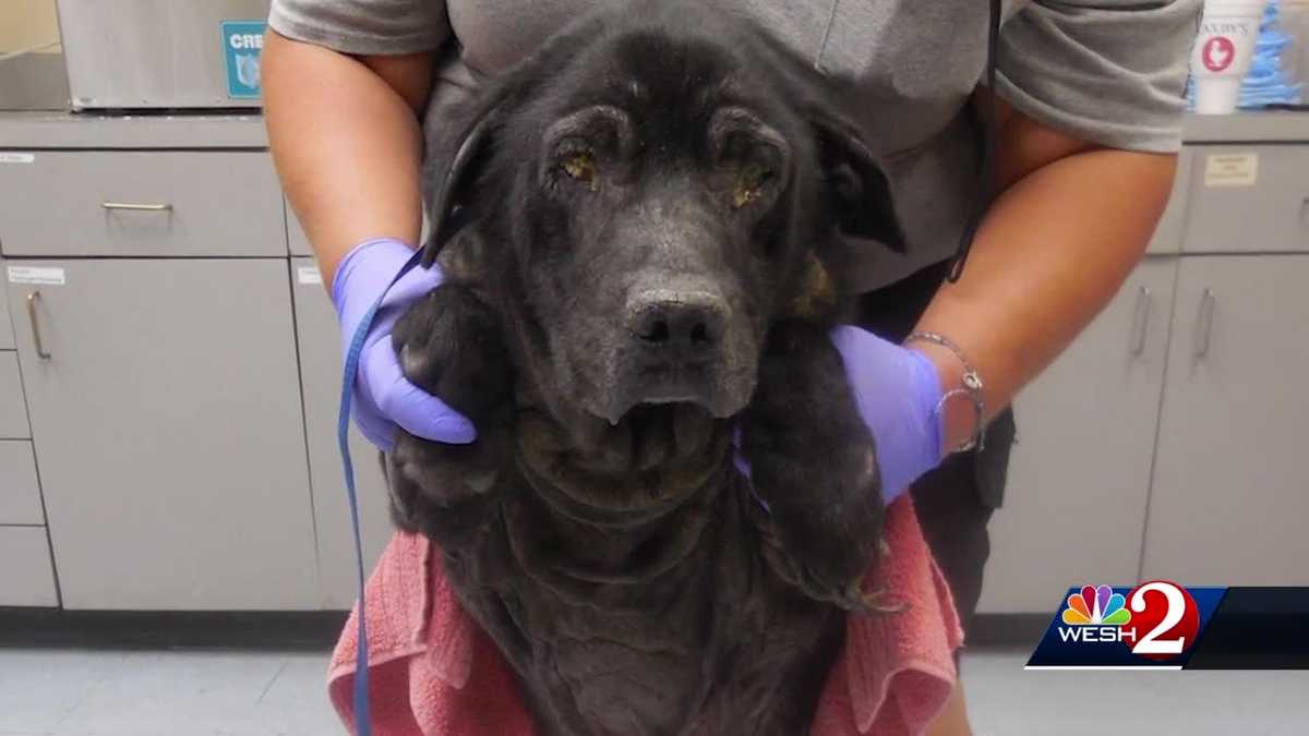 Woman charged after dog found living in filth, officials say