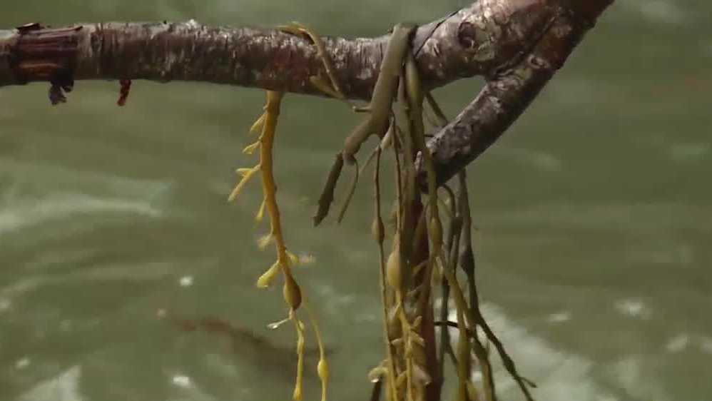 Court ruling presenting challenges for some Maine seaweed companies