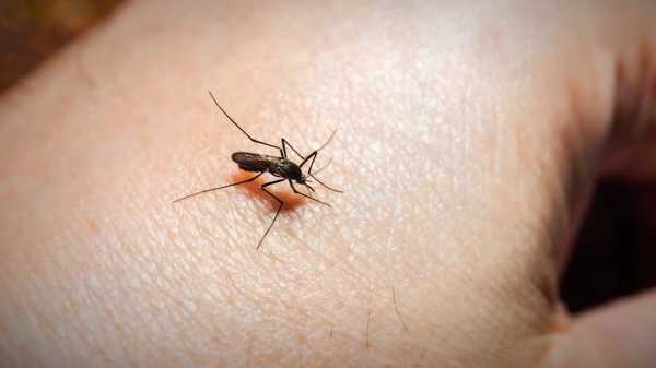 mosquito season