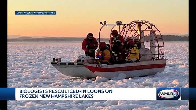Seven iced-in loons rescued from New Hampshire lakes - Vimarsana News