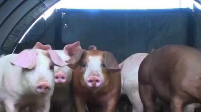 Federal judge strikes down third ag-gag law passed in 2021 - Vimarsana News