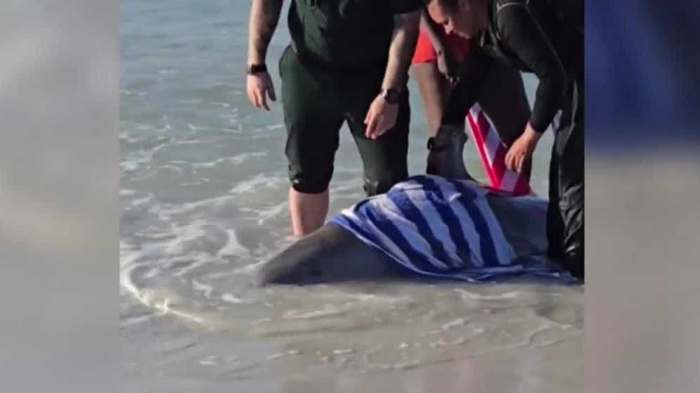 18 dead dolphins wash ashore on Florida's coast
