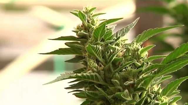 Marijuana legalization: NH Senate to take up bill - Vimarsana News