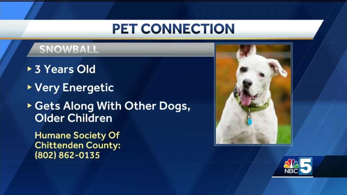 Pet Connection: 12-20-18