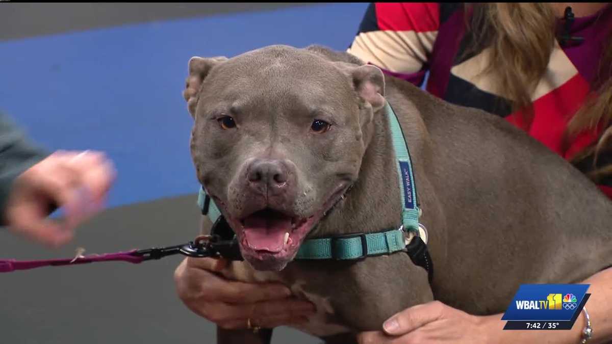 Baltimore Humane Society: Meet Zoe, a beautiful 8-year-old dog looking for a forever home