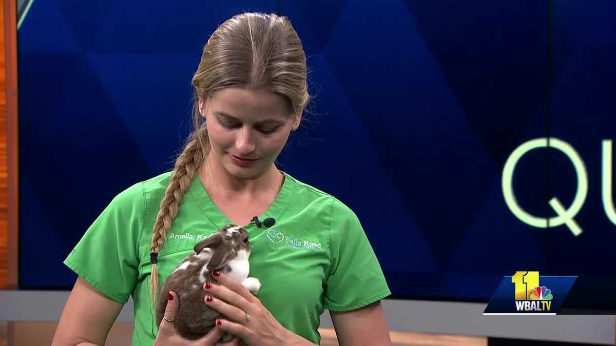 Pet Questions Best Bedding For Guinea Pigs