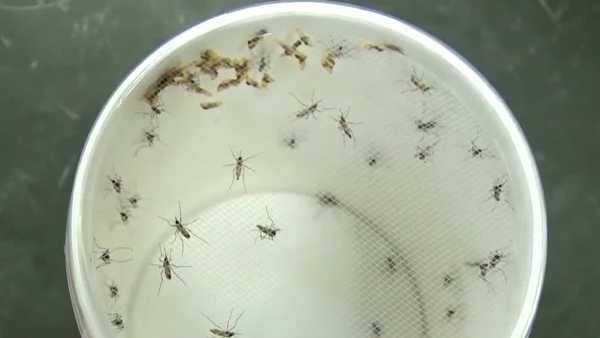 des moines to increase mosquito treatments after west nile found in some